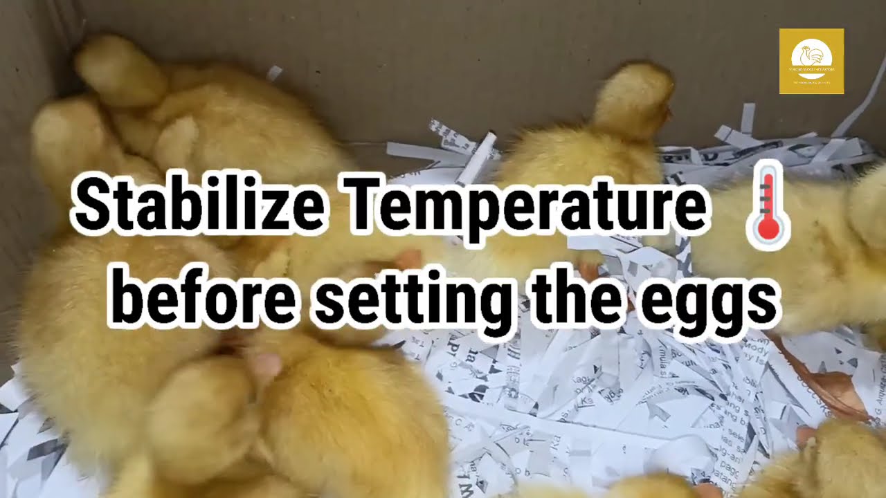 HOW TO INCUBATE PEKING DUCK EGGS #egghatching