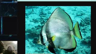 Fish Friday #298 - Dusky Batfish