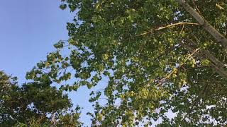 Hybrid black poplar (Populus x canadensis) - leaves & branches - May 2018 Hybrid black poplar (Populus x canadensis) - leaves & branches - May 2018