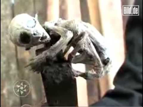 gej odijelo seks videa