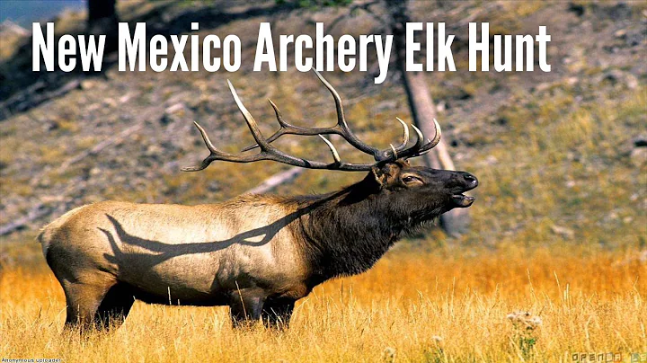 New Mexico Archery Elk Hunt | Quinlan Ranch