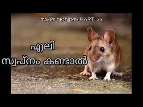 നിങ്ങൾ മോവയെ സ്വപ്നം കാണുന്നുവെങ്കിൽ//സ്വാപ്നം കണ്ടാൽ വ്യാഖ്യാനം ഭാഗം_23#2021# എലി