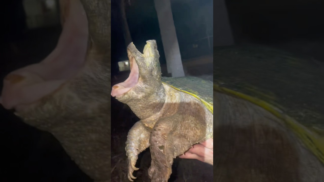 Why Does This Turtle Have Two-Mouths? #goodtoknow #vet #medicine #funfacts #lifehacks #educational