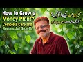 How to Grow a Money Plant? Complete Care and Successful Growth🌿#MoneyPlant #IndoorPlants