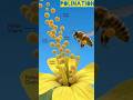 How Does Pollination Occur in Brassica? | What Is Pollination in Mustard Plant? | Pollination