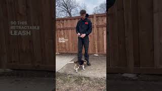 Leash training for puppy. How to stop pulling and reactivity. #dogtraining #puppy #doglover