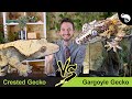 Crested Gecko vs Gargoyle Gecko | Head To Head