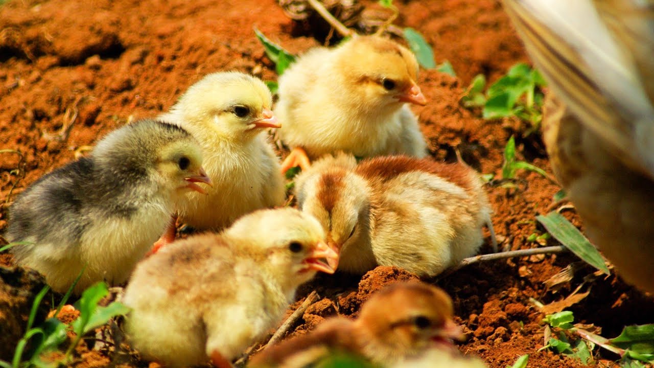 Nu am pierdut nici un pui in 7 ani de zile. Ce am facut diferit ?