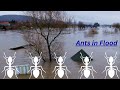 How Ants Save From The Flood