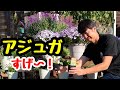 ◆【日陰の助っ人】アジュガ は今植えろ！