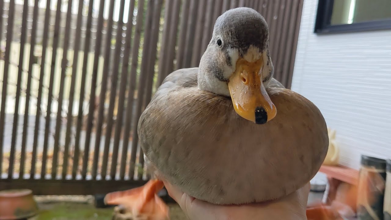 ぴちゃぴちゃと泥を啜り続ける丸いコールダック。