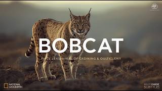 Bobcat: Master of Adaptation