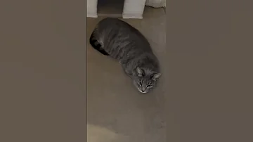 Shortsfeed Trending Relaxing Cat Shorts Shortvideo 