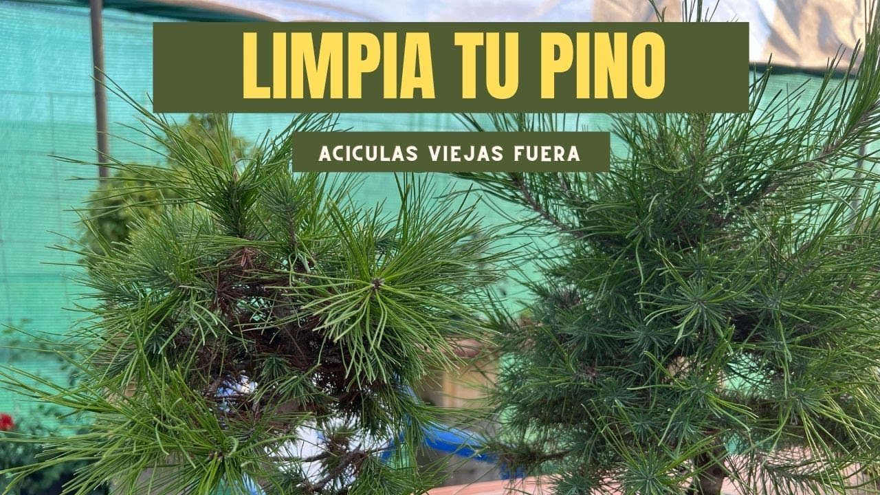 Limpia las Acículas Viejas de tu Pino: ¿Por Qué Es Crucial?