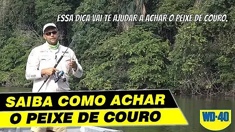 Como fisgar o pintado?