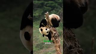 Pandas | Cute Warriors Against Extinction