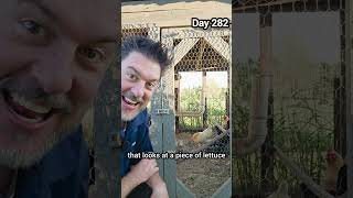 Day 282 Dad Joke | Chicken Laughs 🐔😂