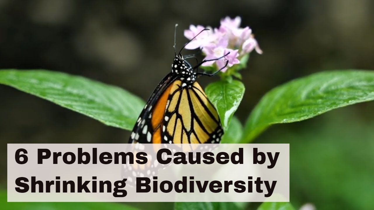 6 Problems Caused by Shrinking Biodiversity