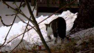 Gatti Nella Neve 20120103