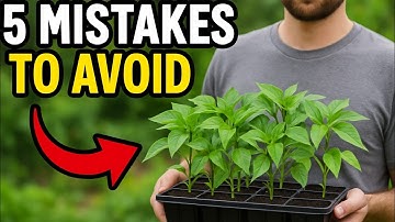 5 Killer Mistakes to Avoid When Growing Peppers!!