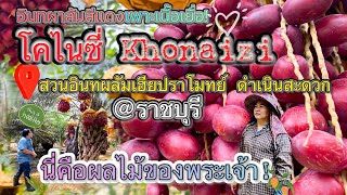 โคไนซี่ Khonaizi อินทผาลัมพันธุ์ดี จากต้นเพาะเนื้อเยื่อ หวาน กรอบ ทานอร่อย @สวนอินทผลัมเฮียปราโมทย์