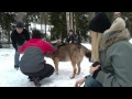 Vargmöte på Kolmården 20110205.MP4