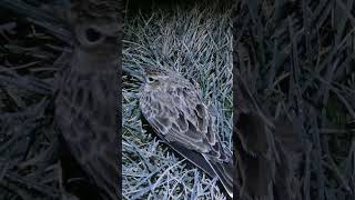 Gecə Tutduğumuz Torağay Quşları Iki Növ