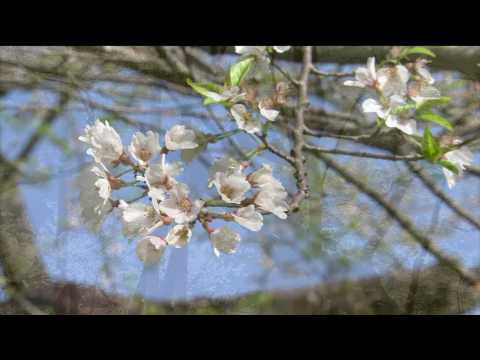 古今和歌集 / The Kokinshû. Spring Poems. Part II, 106 / Весенние песни. Сувий 2 (KKS II, 106)