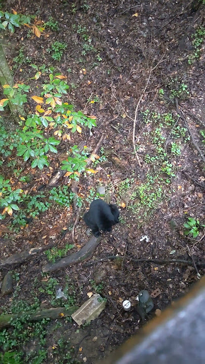 This Bear will become a Problem Bear! #bear #wildlife #awesomeaugust