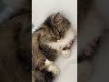 Mô Phật #cat #cats #pets #meow #cute