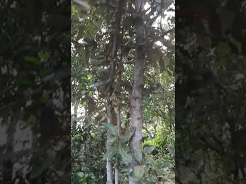 সুন্দরী গাছ