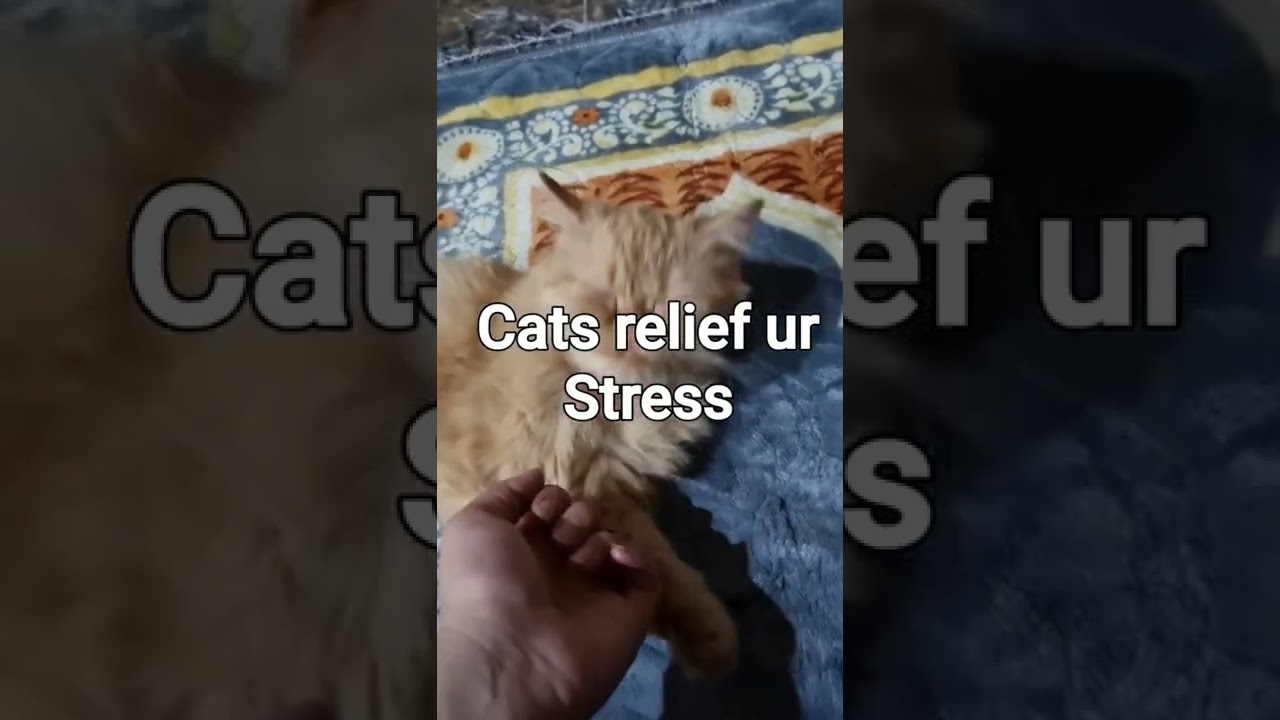 cats relief ur stress 