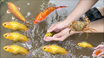 Bắt con cá vàng mương nước chảy: thỏ Vlog tìm cá sấu , cá bảy màu, cá ba đuôi , con cua , cá hồng vĩ