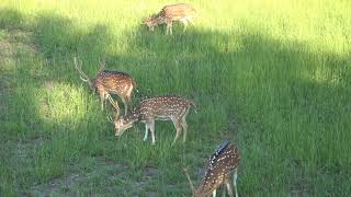 axis deer hunt in  TX