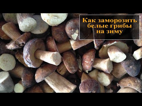 Как заморозить белые грибы