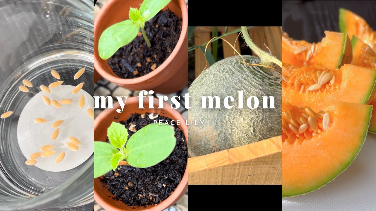 メロンを種から育ててみた記録 / 畑・ベランダ・屋上栽培