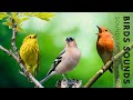 Birds singing  stunning nature stress relief relaxing birds sound soothing birds chirping