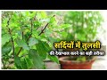 सर्दियों में तुलसी को सूखने से बचाने के आसान उपाय | Sardiyon Me Tulsi Ko Hara Bhara Kaise Rakhe
