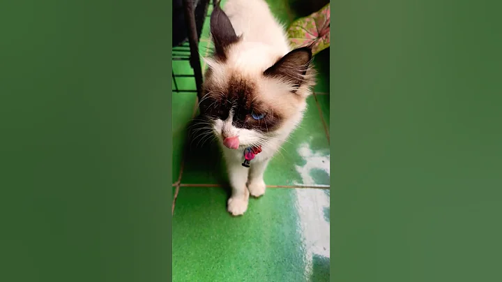 Video 7106981: cats kucing pets catlover, cats kitten catlover pets, kitten kucing animals catlover, kitten kucing catlover cute, kitten funny catlover kucing
