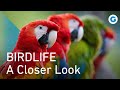 Birds melodies feathers and flight  full wildlife documentary