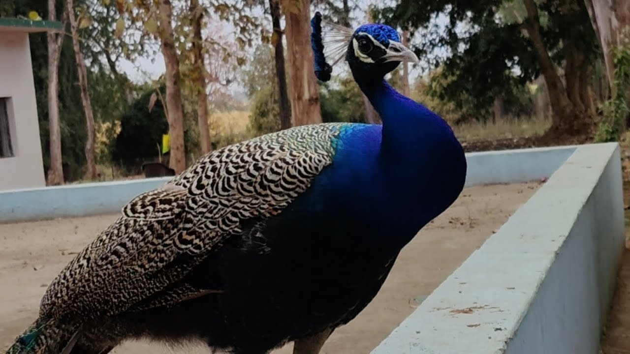 Beautiful Peacock name Mayuri ll Jangal me paltu more @Sneh_Geoscientist