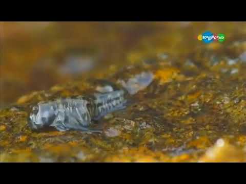 Микроистория. Рыбы без чешуи.