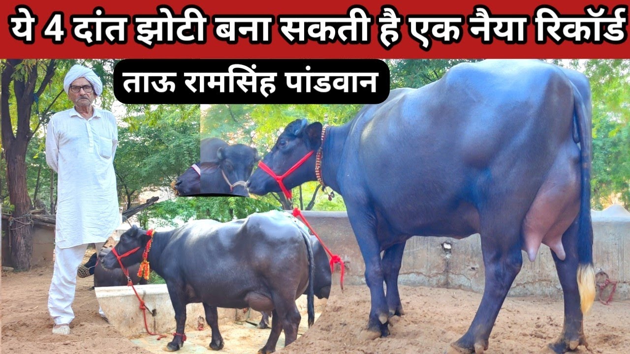 👍ताऊ रामसिंह पांडवान की 4 दांत झोटी क्या बना पाऐगी नैया रिकॉर्ड@15 दिन की सुई और 20 किलों दूध तैयार👌