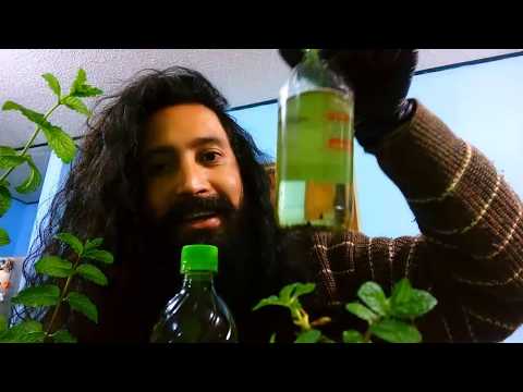 The most powerful plant in the world to rehabilitate hair - make mint oil for hair