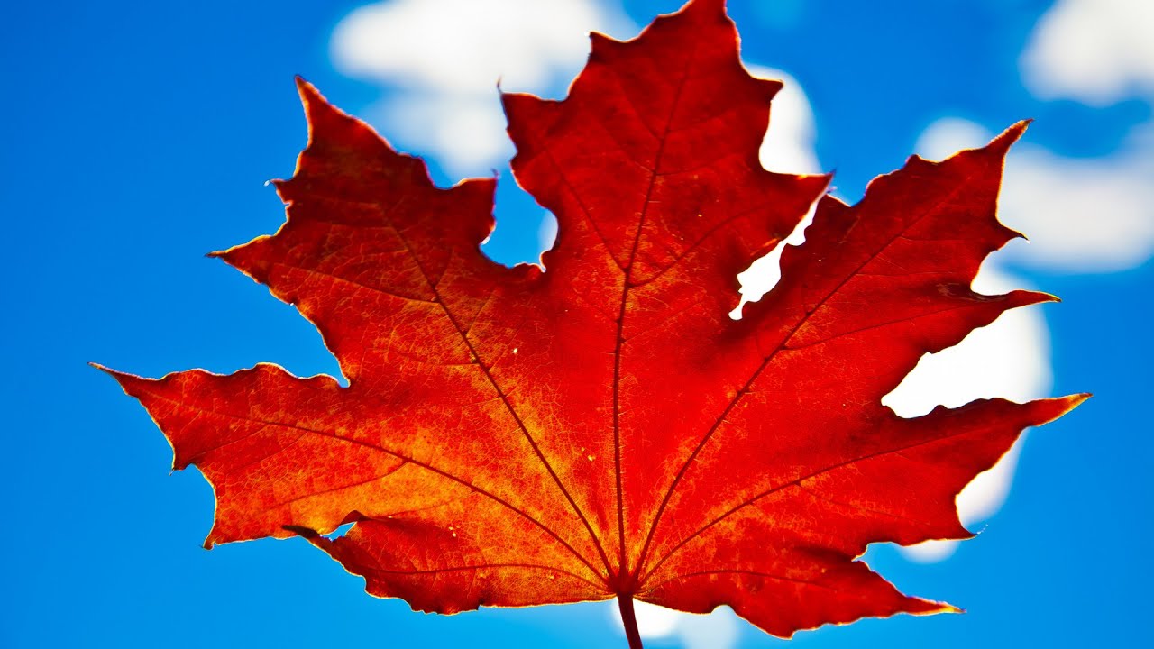 Кленовый лист, рисуем по-шагово - YouTube