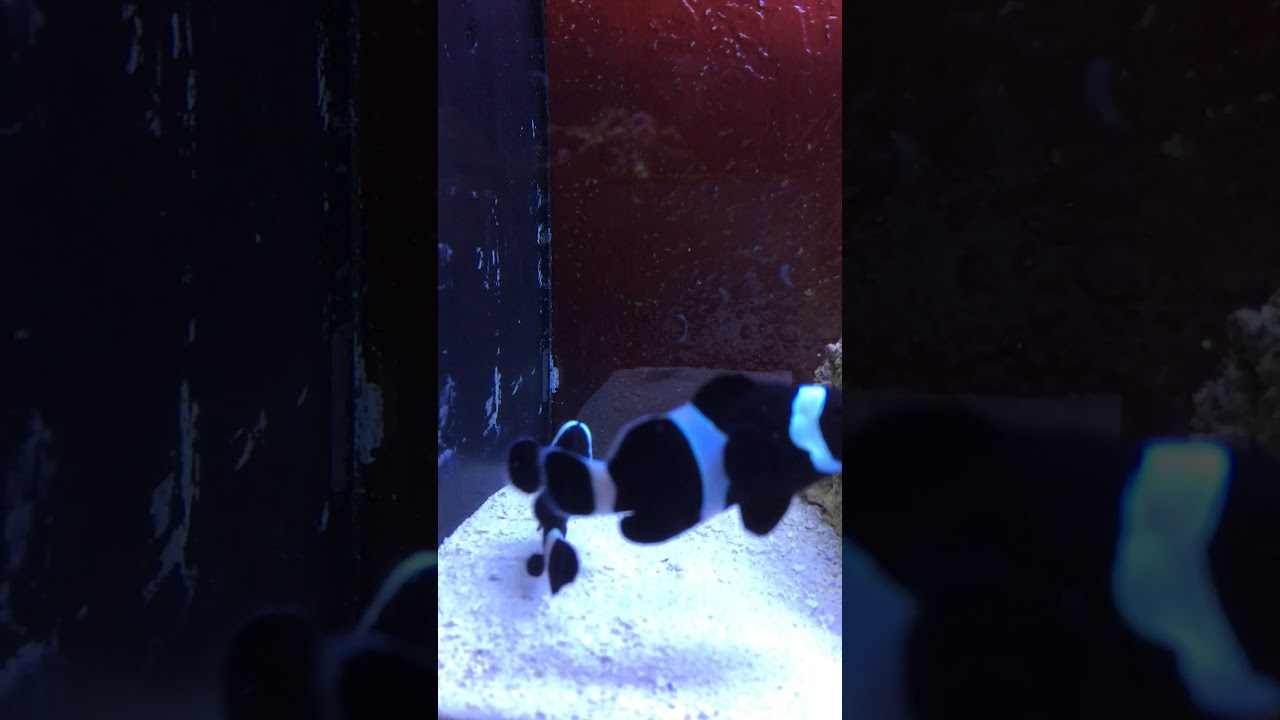 Black clownfish