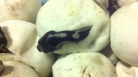 Carpet Python hatching part 2