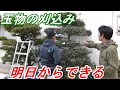 明日からできる玉物刈込み【DIY】