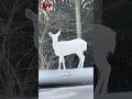 اغرب تصرفات للحيونات صورتها الكاميرات