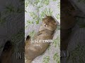 바쁜 리츠!! #cat#먼치킨고양이#cutecat #funnycat#catshorts#fun cat#feline#Munchkin cat